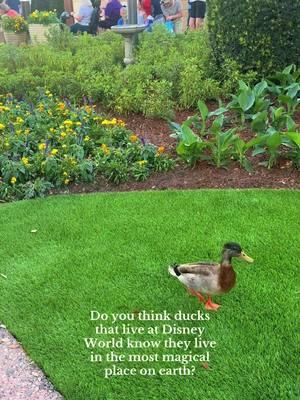 The disney ducks are always so cute! But remember not to feed them! #disneyducks #waltdisneyworld #wdw #disney #disneyworld #disneyparks 