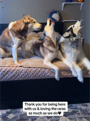 One final rara? #lifewithahusky #huskiesoftiktok #raradog 