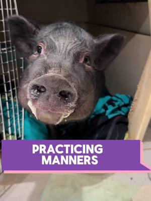 Chucky gets to practice his manners with ❄️ frozen blueberries ❄️!  #pigtubewithchucky #pig #pigs #piggy #minipig #minipigs #minipigsoftiktok #pigtok #pigsoftiktok #petpigs #indoorpig #petpig #pet #pets #PetsOfTikTok #animal #animals #animalsoftiktok #cute #fun #asmr #asmrsounds #asmrsounds #asmrvideo #asmrtiktoks #asmrfood #fyp #foryoupage #foodies 