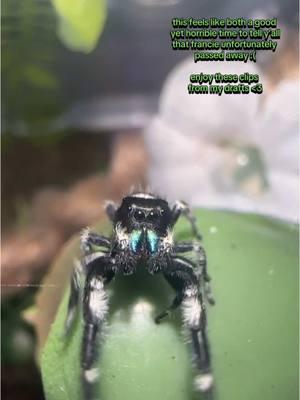 only getting 8 months with you was way too short yet was still a very long lifespan for a fully mature male jumping spider 😭 #jumpingspider #boldjumpingspider #boldjumper #phidippusaudax #paudax 