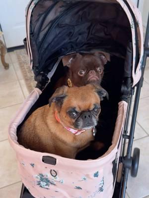 Thank you @FikaGO🇺🇸🇨🇦 for this adorable pet stroller we are obsessed 🥰❤️ #dog #dogstroller #pet #stroller #petstroller #cute #pink 