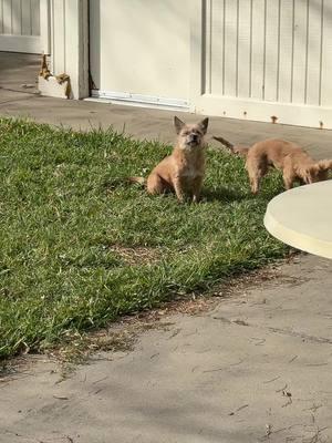 windy morning #enjoylife #petthings #rhia #relax #BigComfy #lawn #palmtrees 