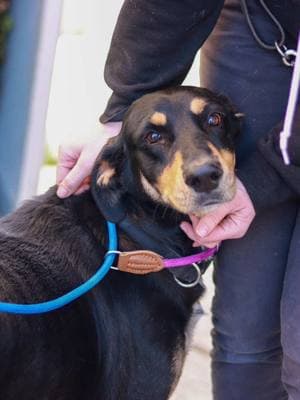 Yesterday, our team stepped up to help animals affected by the devastating fires in Southern California. Thanks to your compassion and support, we welcomed two transfers of dogs to our Santa Rosa campus: 🐾 Morning Arrival: Shelter pets flew into the Hayward Airport on a Greater Good Charities emergency flight. These dogs had been in @San Diego Humane Society  before the fires began. This transfer created critical space for pets displaced or injured by the fires, giving families the time they need to reunite with their beloved animals. 🐾 Evening Arrival: Another group of dogs arrived from an LA city shelter as part of a rescue effort to provide relief for overwhelmed shelters in the fire-affected areas. Each dog will receive a thorough intake assessment and a personalized care plan to prepare them for adoption. We’re honored to play a part in this statewide rescue effort and to give these animals a safe place where they can start the next chapter of their lives.  Stay tuned – we’ll be sharing updates, photos, and videos of our new furry friends soon! 💖 Thank you for standing with us to give these animals safety, care, and love. Together, we make miracles happen. #DisasterRelief #AnimalRescue #CompassionInAction #greatergoodcharties #lafires #animalwelfare #animalrescue #TogetherWeSaveLives