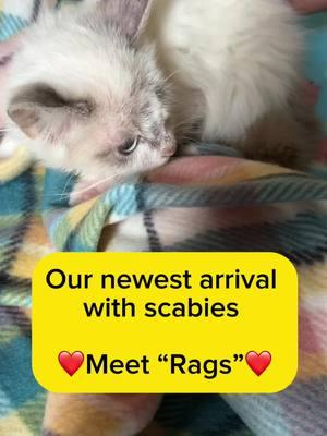 Meet our newest arrival named “Rags.” Rags is a ragdoll mix 11-week old kitten, and was found living outside of a motel in Holly Hill with a bad case of scabies. If left untreated, scabies can kill a cat (more about this below and what it is).  Rags is such a sweet boy and purrs like CRAZY once you pet him. He LOVES to play with other cats or with any string/ball toy.  He is doing great with treatment and is in great hands with our foster Candace.  FELINE SCABIES is a contagious parasitic skin disease caused by the obligate parasite Notoedres cati, a mite that can only survive a few days off the host. Scabies (mange) has symptoms of scabs or flaky skin, typically starting around the edges of the ears or tail (as we showed in video). But other symptoms include: Intense itching  Skin flaking  Hair loss  Inflammation Scabies CAN BE EASILY treated even if you can’t get close to the cat. Please remember this and don’t let an animal suffer! Contacting a local shelter or rescue can steer you in the right direction to get the pet help. You can even post to a pet group page on Facebook . Revolution placed on the back of their neck every 2 weeks for 3 doses works exceptionally well. You can also use ivermectin (food grade placed in their food), but have to know exactly how to dose it as you can overdose a cat easily with it .  There are many options, but again, please don’t let the pet suffer.  #scabies #tabbykitten #adopt #educate #rescue #foster #fosteringsaveslives #furrynationhappytail #blackkitten #tabbykittens #adoptdontshop #educate #rescuedkitten #kittenphoto #gatitos #gatitosdelmundo #cutekitten #kittenphotos #adorablekitten #tabby #furrynationsalvation #adopt #floridarescue #rescuer #furrynationsalvation #tiktokcats #bigbangtheory #fyp #portorange #volusiacounty