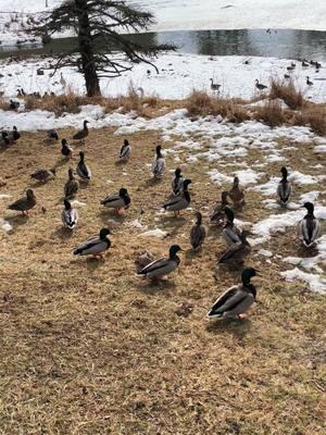 Blue fawn mallard flying 💙 #duck #ducks #ducksoftiktok #mallard #mallards #mallardsoftiktok #bluefawnmallard #waterfowl #waterfowlphotography #ducksflying #anseriformes #anatidae 