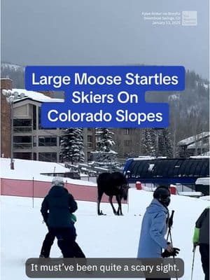 Skiers were in for a fright when an aggressive female moose found her way onto the bottom of a ski slope in Steamboat Springs, Colorado. #TheWeatherChannel #fyp #weather #winter #ski #moose #caughtoncamera #wild #wildanimals #animals #Steamboat #snowboard #skilift #mountain #Colorado