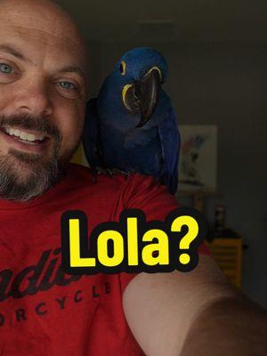 LL Cool B - Lightning Lola Cool Bird #parrot #macaw #hyacinthmacaw #birds 