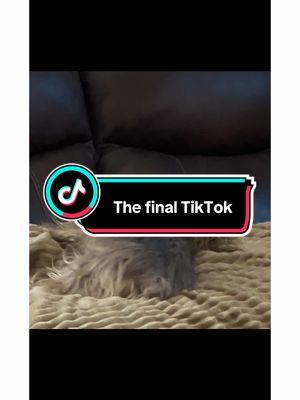 The final TikTok #dog #dogtok #macie #yorkie #yorkiesoftiktok #dogsoftiktok @Pam Winbolt 