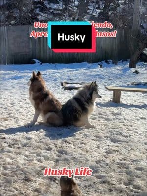 De ellas estas dos perritas e aprendido mucho 🙌🏼❤️ Hasta los animales saben cuidarse las espaldas. 🤭claro que tengo enemigos… imaginarios! 😜🤭 #danirive #diversion #familia #mascotas #husky #nievesdeenero #nevadas #huskylife #perritos 