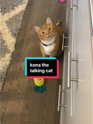 Kona the talking cat #catsoftiktok #tiktokcats #foryoupage #cattok #cat #orangecat #talkingcat 