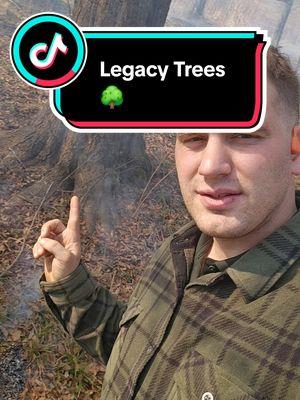 Preserving 🔥  Legacy Trees 🌳  #forestry #wildfire #tiktokban #Theamericanforester #fyp #trees #ga #wateroak #oak #trees 