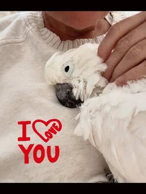 Bad Hair Day #moltingseason #thankyoutiktok #molly #foryou #fyp #birdprozac #joy #birds #funnypetsoftiktok #funnyvideos #pets #iloveyou #missyou #what #funnymoments #singer #comedy #entertainment #tiktokviral 