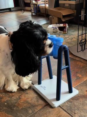 Mom got us this new Dog Activity from @Chewy and we love it! Oliver does all the work, but we feel as if he couldn’t do it without the moral support. 🐾#cavalierkingcharlesspaniel #dogsoftiktok #nashvillecavaliers #oliverscarlettralphie 