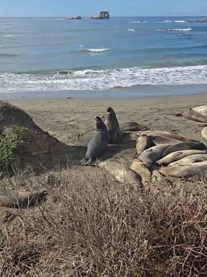 This is from November. Juvenile male elephant seals are showing mating season is around the corner! #elephantseal #elephantseals #friendsoftheelephantseals #sansimeon #matingseason #nature #nationalgeographic 