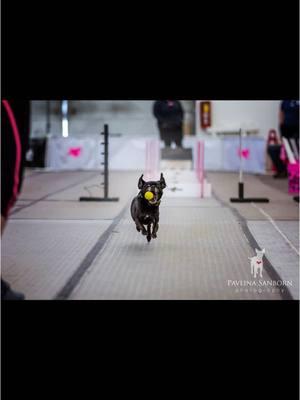 Manon and Lolly 💗 #pug #puggle #beagle #flyballdogs #mademethinkofyou 