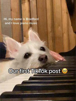 Where it all started… our first post from 2021 🥹 Will post more of our favorites today. 🤍 #tt #memories #pianist #dogsoftiktok #lookingback #sundaymood 