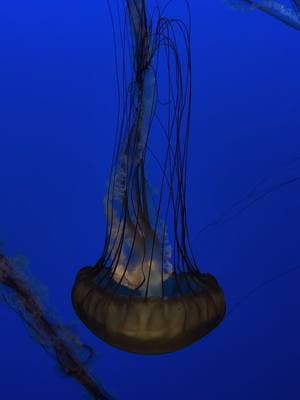 “I was scared indigo but I wanted to..”༊࿐ ͎. ｡˚ ° ⊹ ˚. ⋅#monteraybayaquarium #aquarium #jellyfish #videodiary #existingsilently #princessjellyfish #adriannalenkerisfavartist #adriannalenker #foryoupage #fyp 