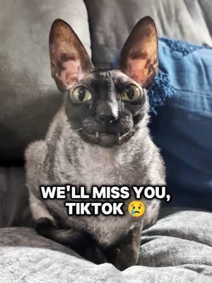 Our last TikTok. 😢 Thank you all so much for your support over the years. We hope you'll find us elsewhere on the web and at our links. Club Meatbird loves you. 🫶💔 #fyp #tiktokban #ban #cat #pixelandsophie #clubmeatbird #goodbye 