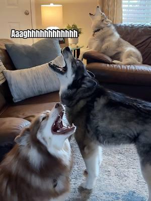 One Last Hooray 🎶📣 🫶🏼 #husky #tiktokban #dogs #dogsoftiktok #dog #huskylife #funnyvideo #siberianhuskies #funnytiktok #howling #fyp #dogsoftiktokviral #goodbye #Huskies #weloveyou #lol #talkingdog #PetsOfTikTok #funnypets #doglover #huskylife 