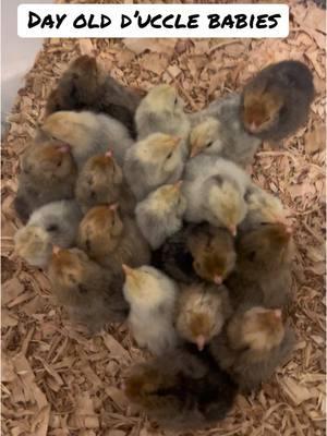 These chicks hatched yesterday. Perfect little bantam Belgian d’uccle babies. 3 more in the incubator for a total of 24. Silver Mille and Mille fleur color chicks #blackhorsefarm #farmlife #hatchingeggs #hatchingchickens #duccle #hatchingday🐣 #belgianduccle #belgianduccles 