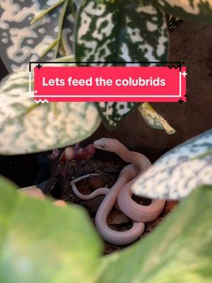 Time to feed our scaley babies! 🐍 #letsfeedthecolubrids #snakes #snake #snek #snakesoftiktok #colubrids #snakefeeding #fyp #minnesota #mn #sota #snakecare #reptilecare #dubiaroaches #cornsnake #kingsnake #hognose 