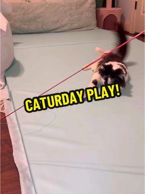 Caturday play! 💛 #catsoftiktok #cerebellarhypoplasia #chcat #wobblycat #keepshining #caturday 