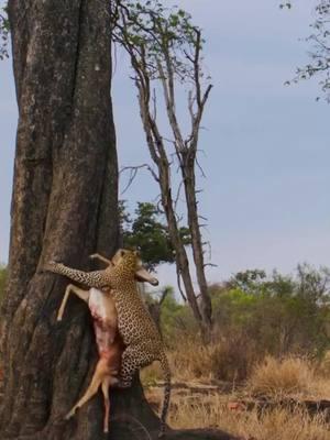 Qué pasa si el goral pesa demasiado y el leopardo no puede trepar al árbol? #Vida Silvestre #Carnaval Juvenil #Animales #Leopardo