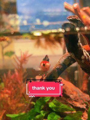 take care of them for me, ok? you’re doing great 🤍 in case we dont see each other again, thank you to everyone who got us this far #bettafish #bettatok #bettatank #betta  