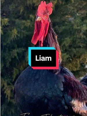 Liam!, Oh Liam!, Liiiaaaaamm! #liam #lyam #lliam #humor #laugh #chickens #hen #hens #rooster #roosters #roostersoftiktok #nameyellingchicken #namescreamingchicken #chikensoftiktok #backyardchickens #farmjokester #michaelsalerno