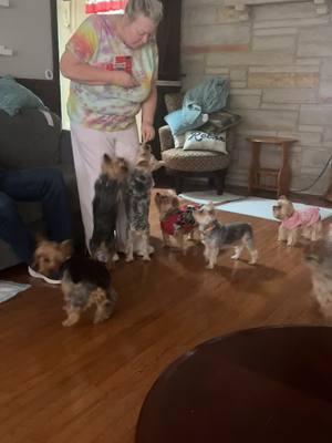 7 lil DORKIES!!! #notthebackpack #yorkiemom #yorkiesoftiktok 