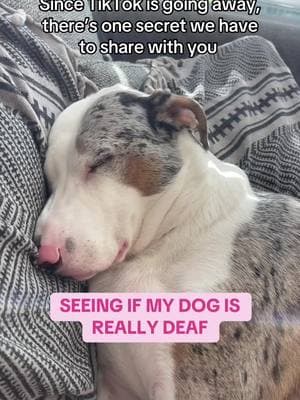 🤪 follow us on IG! same username! #deafdog #joke #secret #sleepingdeafdog #wakingdeafdog #rescuedog #deafdogsoftikok #foryoupage❤️❤️ 