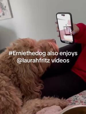 #erniethedog #funnydogvideo #watchingtiktok @Laura Fritz #tvwatcher #dogs #couchpotatoes #lazy #fyp #foryoupage #sillydog #sillydogs 