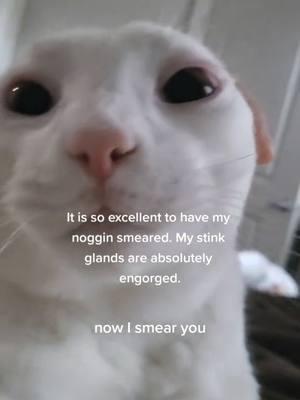 #repost of a classic noggin moment #catsoftiktok #noggin #smear 