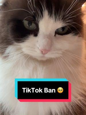 You guys are the best! 🥹💗 …and thank you to @Pearl’s Ragdolls for inspiring me to get a ragdoll cat of my own! Ok…I’m not crying. 😭💗 #cattok #catsoftiktok #ragdollcatsoftiktok #catlife #cats #ragdollcatbreed #catroom 