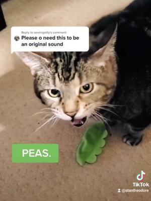 Reposting an iconic video of Stan with his peas #goodbye #thankyou #peas #tiktokban #crying #sad #memory #memories #lastday #fyp #cat #cats #catsoftiktok #PetsOfTikTok #tabbycat #seniorcat #loudcat #deliveryman #delivery #deliveryboy #catdelivery #cattoys #deliverystan 