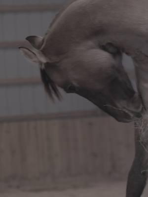 Grulla stallion 😍 #viralvideo #fyp #trending #heartforhorses #foryoupage #stallion #grullahorse #prettyhorses 