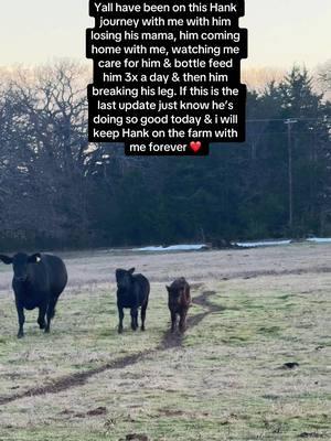 Some ppl told me he needed to be put down but I knew in my heart he would make it! 🥹 He’s doing amazing & it sucks we’ve finally got to this point with him the day before the ban! 😭 If yall wanna follow along & watch him grow up & thrive, add me on insta shanaelynn_xo! 💗 #hank #cattle #farmlifeisthebestlife #countrylife #tiktokban #followme #newera #newchapter #cows #cowsoftiktok #cowgirl #farmtok #bottlefedcalf 