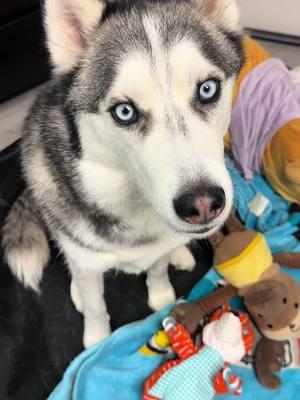 My pup is so good at repeating after me!  #husky #huskies #huskysoftiktok #talkingdog #doglove #dogvideos #cutedogs #funnydogs #smartdog #repeatafterme #dogtok #dogsoftiktok #puppy #fyp  