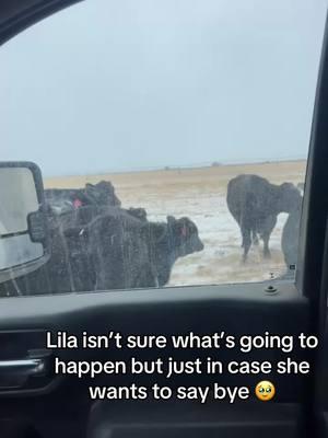 Hopefully it’s not but wanted to you all to see her one last time just in case 🥹 #agriculture #cowshitmafia #farmlifeproblems #ranchlife #positivity #farmlife #cows #funnyvideos 