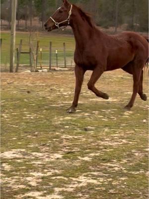 #welcome #farmlife #newhorse #heavensenthomestead #homestead #fypシ #viraltiktok #onthefarm #alabama #gelding #bigboy #16hands #rescuehorse #americansaddlebred #chestnut 