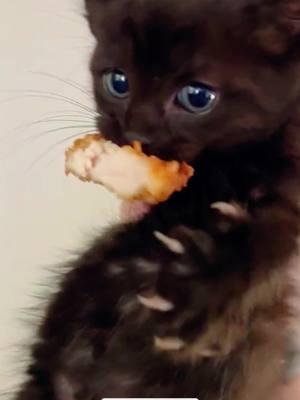 Food.#cats #cutecats #foryou #funnytiktok #funnyvideos #usa #funnyanimals #fypシ #cute #funnycat #catlover #funnypets#viral #funny 