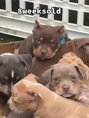 Y’all look at my babies eight weeks old located in Jacksonville Florida. Y’all lock in on my next litter y’all missed out on this one.#dbbk #duvalbullyboykennel #dbbkcarmelo #dbbkmslotto #dbbkginger #dbbkbiggie #@Raw Wifey 🥰💕 @Mrs. Witz @Janiece Renee @joeyguin4 