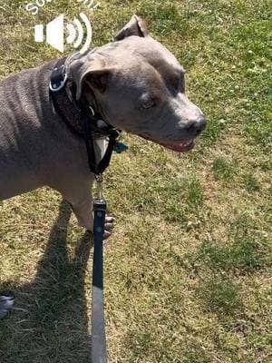 #onthisday always excited to see his cousin Maggie! . . #savetiktok #pitbull #irishsetter #codythebluenose #dogsoftiktok 