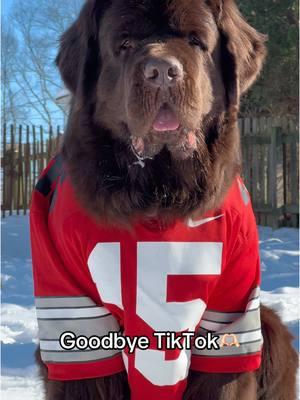 Alright, well.. we’re going to head out. Thanks for an amazing 5 years TikTok. Love ya🫶🏻 #newfiesoftiktok #dogsoftiktok #ohio #goodbyetiktok 