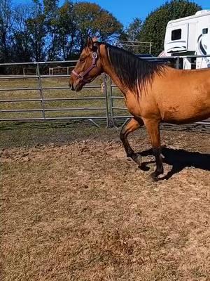 My first TikTok I made. I had just adopted Luna out of the wild. Really going to miss everyone 😞💜#fyp #fypシ゚viral #byetiktok #tiktokban #horses #mustanghorses #horsesoftiktok 