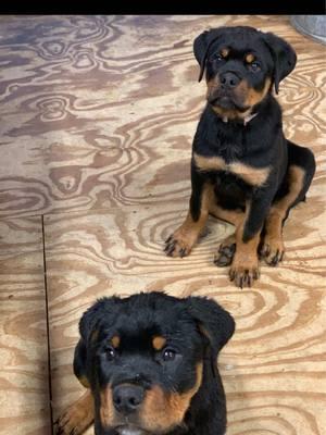 “These adorable Rottweiler puppies are looking for their forever homes! Ready to bring endless love and joy into your life. #RottweilerPuppies #AdoptDontShop #PuppyLove #ForeverHome #RottweilerLove #NewFamily #AdoptAPet#Rottweiler #mckoyrotties #aurburn #FamilyDog #atlantageorgia 