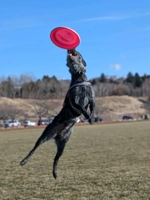 We had a great day at Frisbee today! I'm very proud 💜 #disc #discdog #frisbeedog #blueheeler #cattledog #pepperonstage 