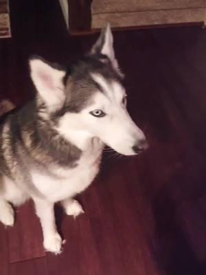 We Are On Number Seven Of Our Ten Best Pics And Videos Of 2024 With Odin And Niyah!  #huskylife #huskylove #bestvideos #2024 #thanks for the love #huskiesoftiktok #fyp 