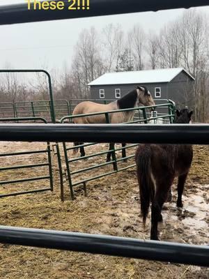 The TikTok recommendations are spot on for sound sometimes!!!! But these two girls love to pick on each other!!! #yallah #mustang #lucille #mule #girl #naturalhorsemanship #horses #horse 