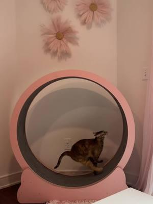 Thank you to everyone who has been here since the beginning. You helped me through my grief after my cat passed away, helped me raise a mama and baby cat, supported Birdie and her pigeon purrs, and made me feel like I wasn’t alone. You can find us everywhere including Rednote #petlossgrief #catwheel #catpurring 